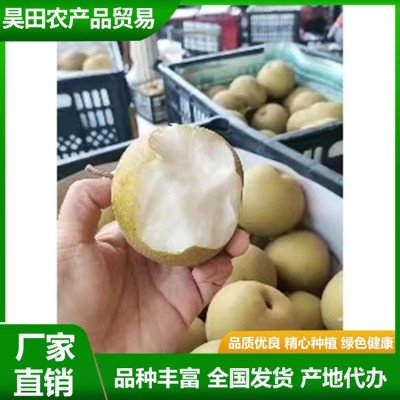 白皇冠梨大量供用中 当季新鲜水果 汁多甘甜 肉质细脆 昊田农产品图5