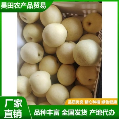 白皇冠梨大量供用中 当季新鲜水果 汁多甘甜 肉质细脆 昊田农产品