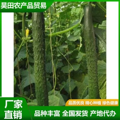 安 徽密刺青瓤绿油黄瓜直发产地 新鲜蔬菜 质脆味甜 供应图3