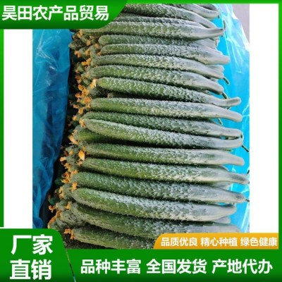 安 徽密刺青瓤绿油黄瓜直发产地 新鲜蔬菜 质脆味甜 供应图2