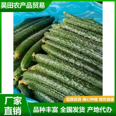 安 徽密刺青瓤绿油黄瓜直发产地 新鲜蔬菜 质脆味甜 供应