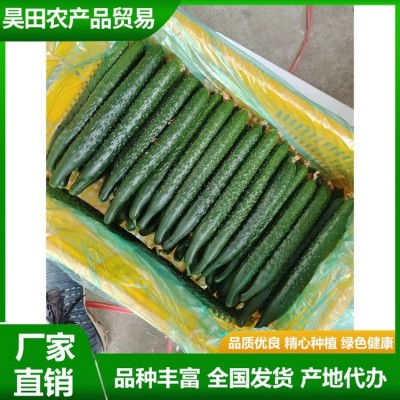安 徽密刺青瓤绿油黄瓜直发产地 新鲜蔬菜 质脆味甜 供应图4