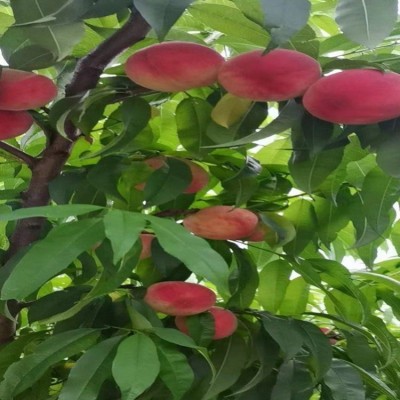新鲜水果桃子水蜜桃 现摘现发脆甜毛桃基地果园直发子图2