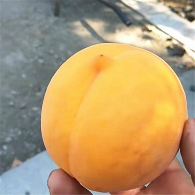 黄桃新品种 新黄金蜜 现货大黄毛桃脆桃应季水果图4