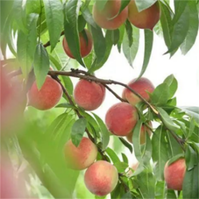 珍珠脆桃个头大 口感好 水蜜桃 甜度高 水分充足 现摘新鲜白桃子图5