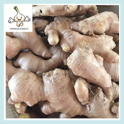 新鲜生姜块茎大 炒菜调味常用菜 泡菜用大黄姜图5