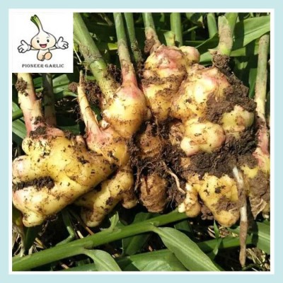新鲜生姜块茎大 炒菜调味常用菜 泡菜用大黄姜图3