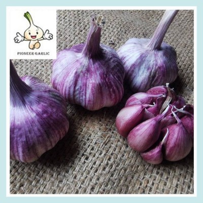 5斤紫红白皮多瓣蒜 腊八蒜瓣 农家自种蔬菜独头蒜图4