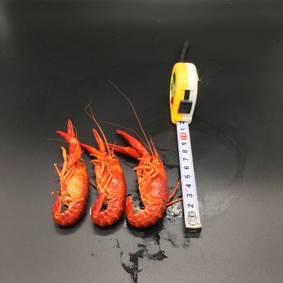 厂家直销洪湖清水原味小龙虾原料餐饮酒店可用非即食500g每盒图3