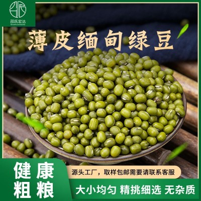 芽菜绿豆 芽绿豆 发芽绿豆 绿豆芽菜
