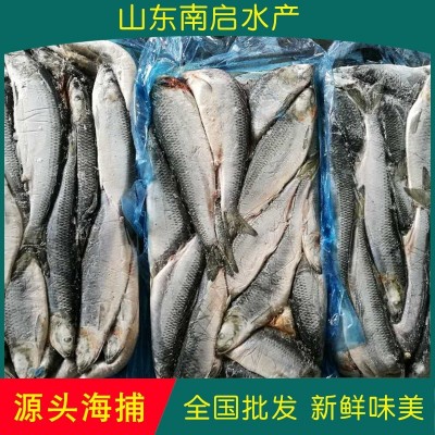 大宗批发源头海捕优质速冻保鲜鲱鱼青鱼整条 冷冻海产品冷仓直销图2