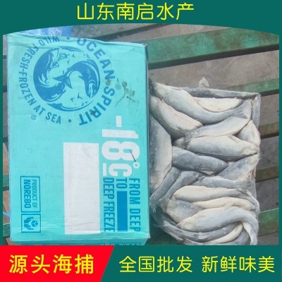 深海捕捞冷冻速冻鲱鱼青鱼整条海鲜水产