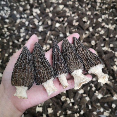 头茬云南羊肚菌干货500克剪柄无沙菌汤包煲汤食材干蘑菇肉厚鲜嫩