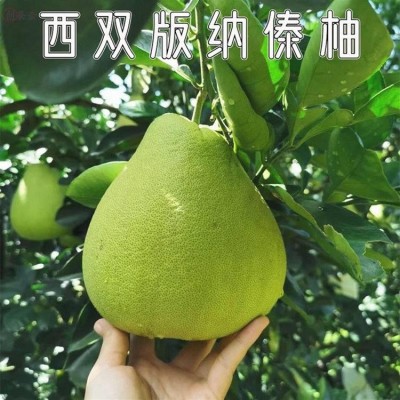 傣柚蜂蜜柚子新鲜水果 东试早傣柚 脆甜多汁 产地现摘现发