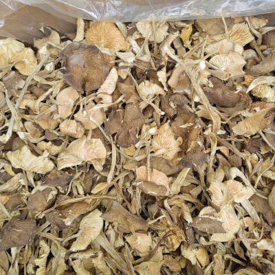 云南特产白鸡枞批发 食用菌白落伞 白露伞 白鹅蛋菌产地