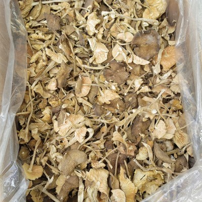 云南特产白鸡枞批发 食用菌白落伞 白露伞 白鹅蛋菌产地图2