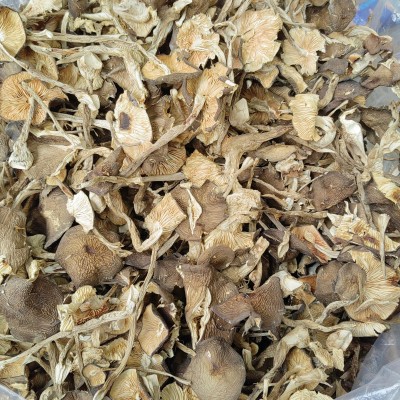 云南特产白鸡枞批发 食用菌白落伞 白露伞 白鹅蛋菌产地图3