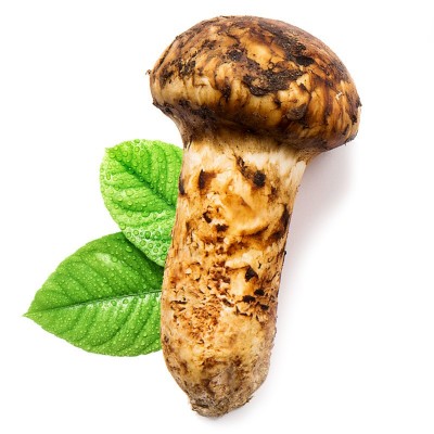 云南特产松茸彤菌堂菌菇香格里拉源头产地现货新鲜松茸食用蘑菇图4