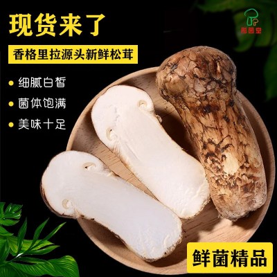 云南特产松茸彤菌堂菌菇香格里拉源头产地现货新鲜松茸食用蘑菇
