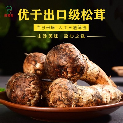 云南特产松茸彤菌堂菌菇香格里拉源头产地现货新鲜松茸食用蘑菇图2