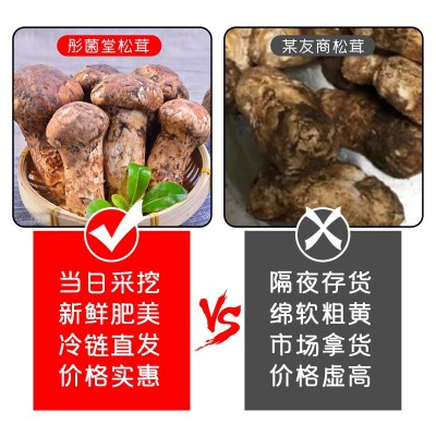 云南特产松茸彤菌堂菌菇香格里拉源头产地现货新鲜松茸食用蘑菇图3