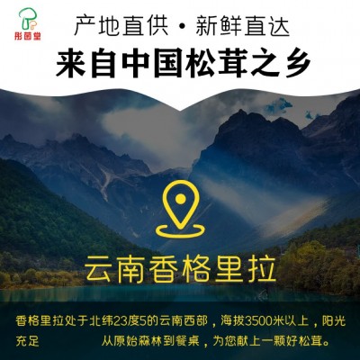 云南特产松茸彤菌堂菌菇香格里拉源头产地现货新鲜松茸食用蘑菇图5