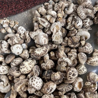 包邮2023超大白花菇5～8公分精选大花菇