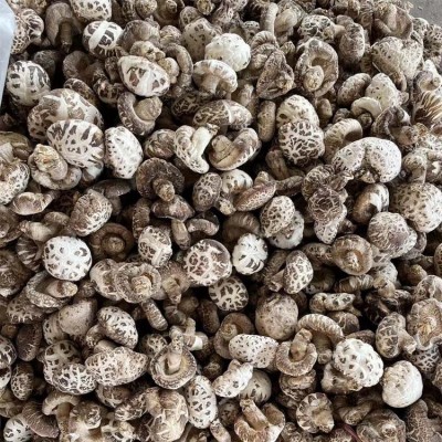 包邮2023超大白花菇5～8公分精选大花菇图4