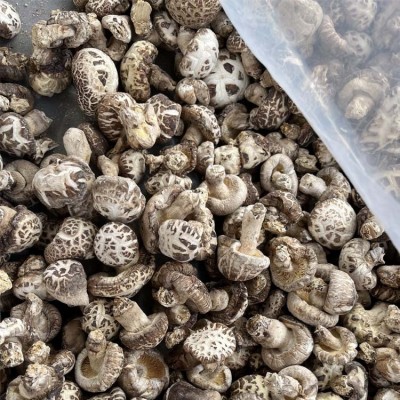 包邮2023超大白花菇5～8公分精选大花菇图5