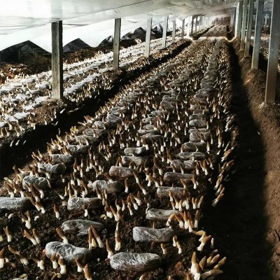 羊肚菌干货云南原产地便宜羊肚菌干菌一件代发规格齐全批发图2