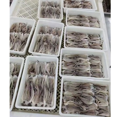 冷冻鱿鱼须新鲜章鱼足八爪鱼海鲜冷冻水产火锅烧烤食材酒店批发图3