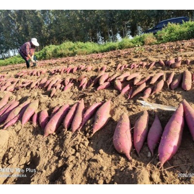 健康农产品 红薯新鲜匠心礼盒 甘薯生产基地供应图2