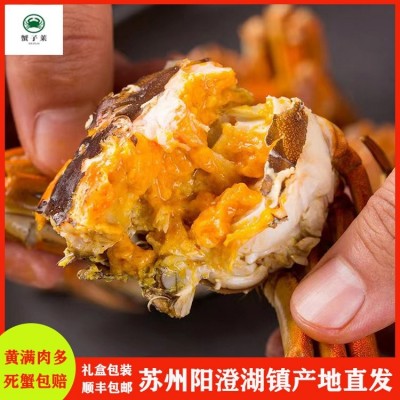 阳澄湖镇大闸蟹4.0两母5.0两公 10个装1888型1088元 螃蟹中秋送礼图2