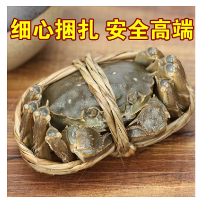 蟹子莱精品鲜活大闸蟹螃蟹母蟹3.5两公4.5两10只阳澄湖公母礼盒装图3