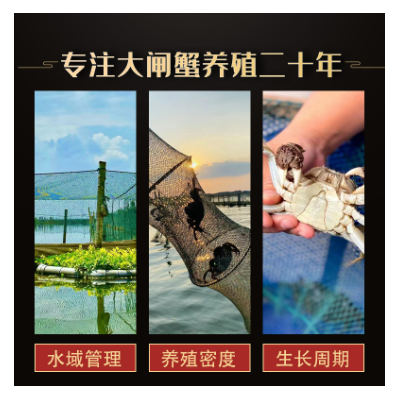 蟹子莱精品鲜活大闸蟹螃蟹母蟹3.5两公4.5两10只阳澄湖公母礼盒装图4