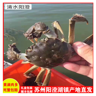 鲜活大闸蟹礼盒装产地直发-全国空运包邮-一件代发死蟹包赔2288型图2