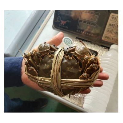 中秋礼品鲜活大闸蟹礼盒装精品只卖净重全国空运包邮一件代发图3