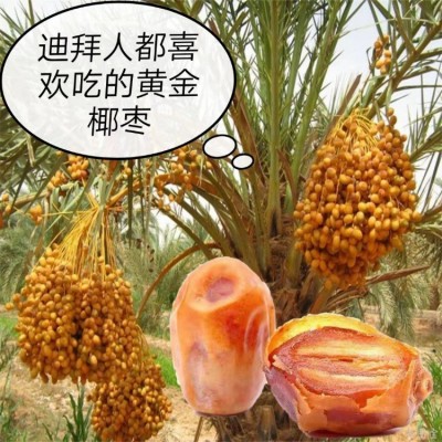 厂家批发新货抖音爆款伊拉克奶香大椰枣整箱散装500g
