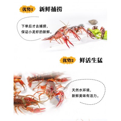 789鲜活盱眙生虾小龙虾5斤装鲜活水产养殖清水小龙虾鲜活小龙虾图3