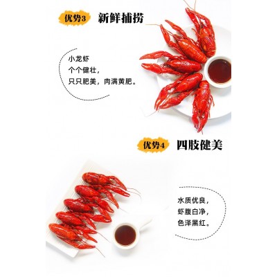 789鲜活盱眙生虾小龙虾5斤装鲜活水产养殖清水小龙虾鲜活小龙虾图4