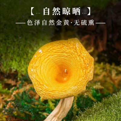 鸡油菌 云南菌菇批发榆黄菇食用菌干货工厂直发黄丝菌分销图3