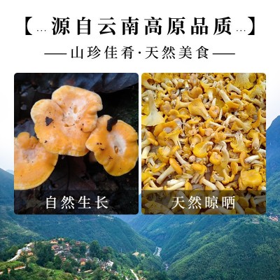 鸡油菌 云南菌菇批发榆黄菇食用菌干货工厂直发黄丝菌分销图4