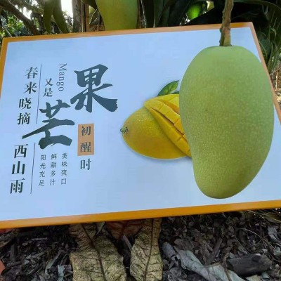 果园产地直发海南三亚金煌芒水仙芒送礼应季水果礼盒装代发顺丰图3