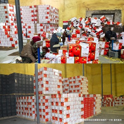 新疆阿克苏冰糖心苹果官方授权精品阿克苏苹果一件代发产地顺丰图2