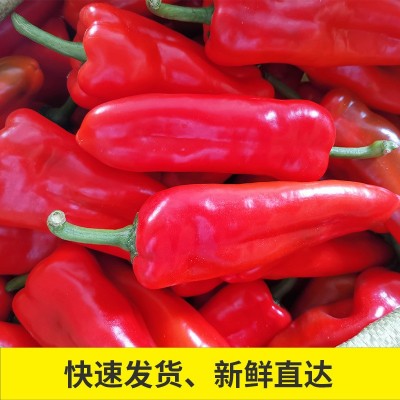 新鲜蔬菜红辣椒 个大肉厚微辣鲜辣椒现摘现发 大红辣椒五斤包邮图2