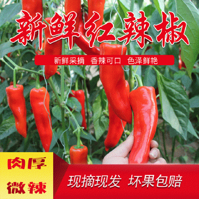 新鲜蔬菜红辣椒 个大肉厚微辣鲜辣椒现摘现发 大红辣椒五斤包邮图1