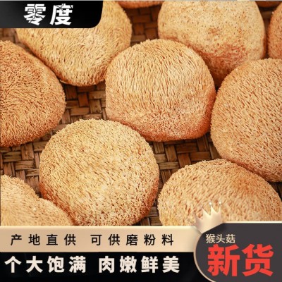 福建新货猴头菇干货 古田食用菌 鲜美可口 煲汤食材 500g厂家批发