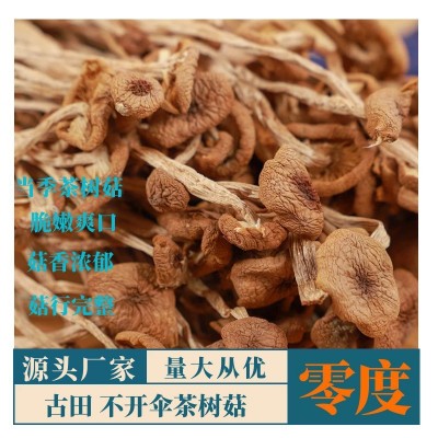 福建古田特产不开伞茶树菇蘑菇菌菇食用菌煲汤炒厂家直销一件代发