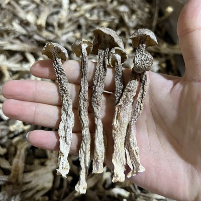 干度好特色鹿茸菇 10斤净重食用菌干货鹿茸菇鹿茸菌 货量大批发图2