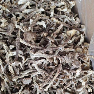 干度好特色鹿茸菇 10斤净重食用菌干货鹿茸菇鹿茸菌 货量大批发图3